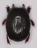Atholus duodecimstriatus quatuordecimstriatus